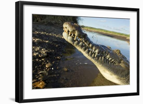 American Crocodile, Costa Rica-Paul Souders-Framed Photographic Print