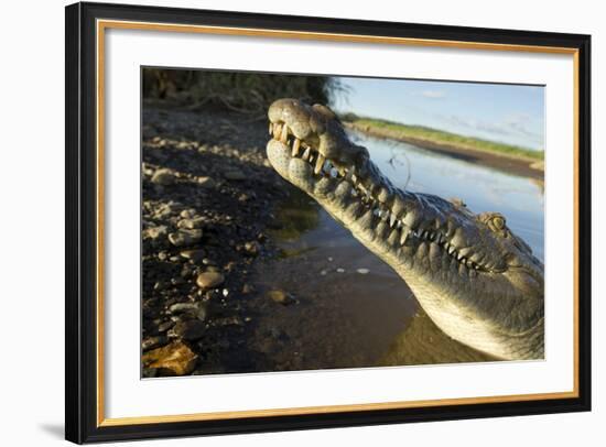 American Crocodile, Costa Rica-Paul Souders-Framed Photographic Print