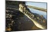 American Crocodile, Costa Rica-Paul Souders-Mounted Photographic Print