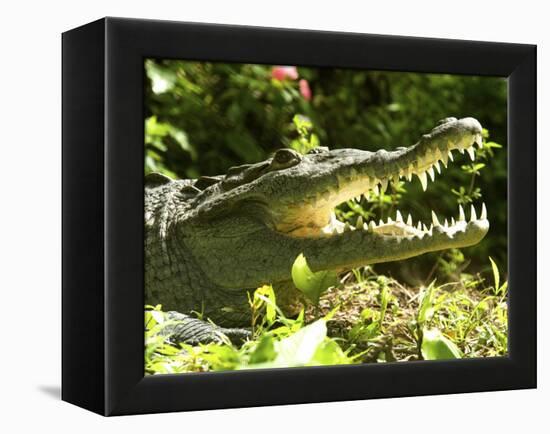 American Crocodile (Crocodylus Acutus) Costa Rica-Andres Morya Hinojosa-Framed Premier Image Canvas