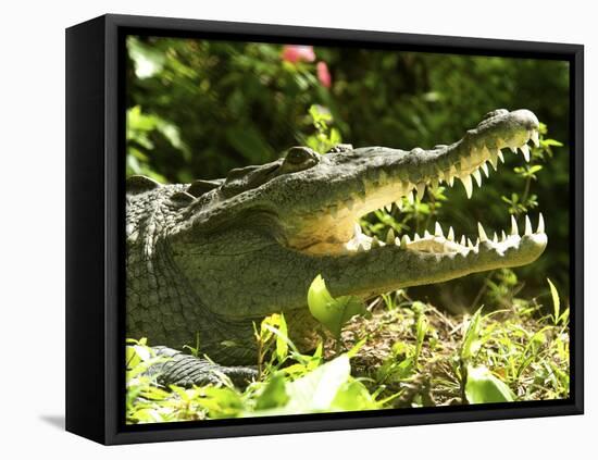 American Crocodile (Crocodylus Acutus) Costa Rica-Andres Morya Hinojosa-Framed Premier Image Canvas