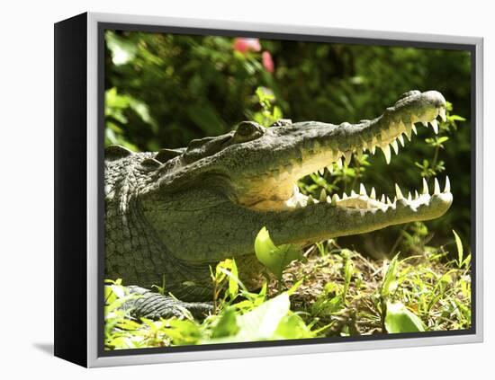 American Crocodile (Crocodylus Acutus) Costa Rica-Andres Morya Hinojosa-Framed Premier Image Canvas