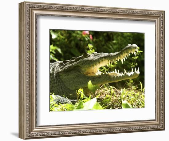 American Crocodile (Crocodylus Acutus) Costa Rica-Andres Morya Hinojosa-Framed Photographic Print