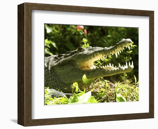 American Crocodile (Crocodylus Acutus) Costa Rica-Andres Morya Hinojosa-Framed Photographic Print