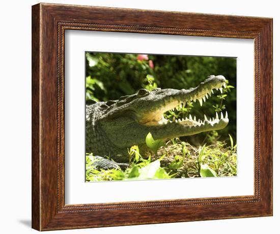 American Crocodile (Crocodylus Acutus) Costa Rica-Andres Morya Hinojosa-Framed Photographic Print