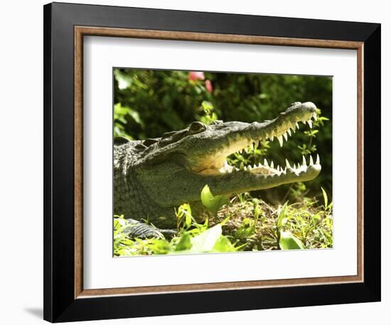 American Crocodile (Crocodylus Acutus) Costa Rica-Andres Morya Hinojosa-Framed Photographic Print