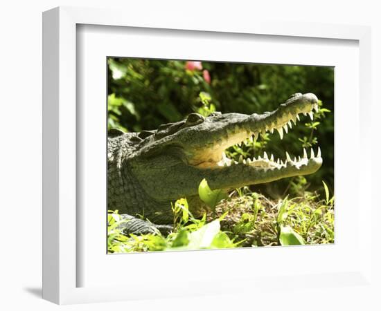American Crocodile (Crocodylus Acutus) Costa Rica-Andres Morya Hinojosa-Framed Photographic Print