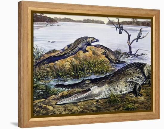 American Crocodile (Crocodylus Acutus), Crocodylidae, Drawing-null-Framed Premier Image Canvas