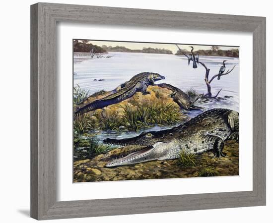 American Crocodile (Crocodylus Acutus), Crocodylidae, Drawing-null-Framed Giclee Print