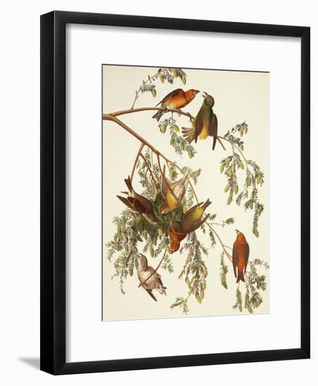 American Crossbill-John James Audubon-Framed Premium Giclee Print