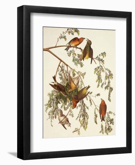 American Crossbill-John James Audubon-Framed Premium Giclee Print