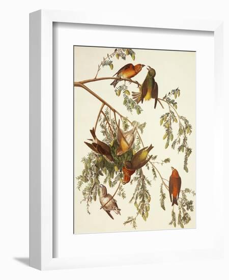 American Crossbill-John James Audubon-Framed Premium Giclee Print