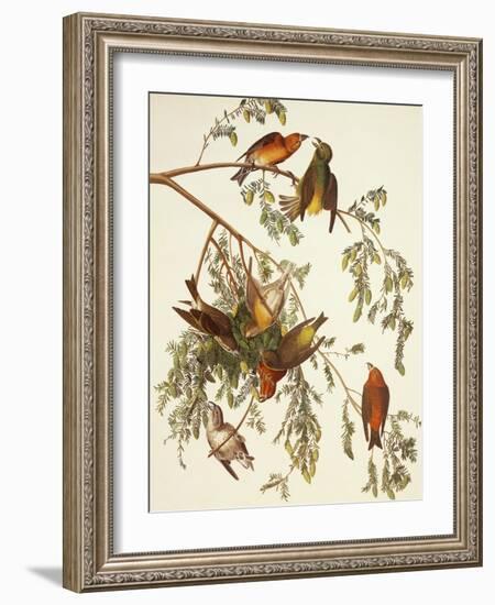 American Crossbill-John James Audubon-Framed Art Print