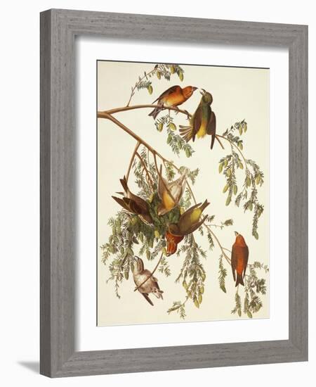 American Crossbill-John James Audubon-Framed Art Print