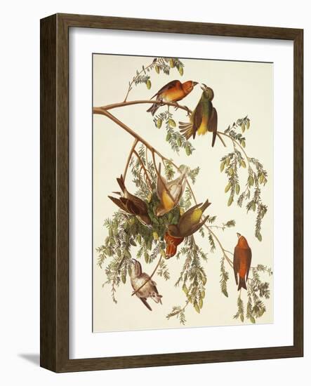 American Crossbill-John James Audubon-Framed Art Print
