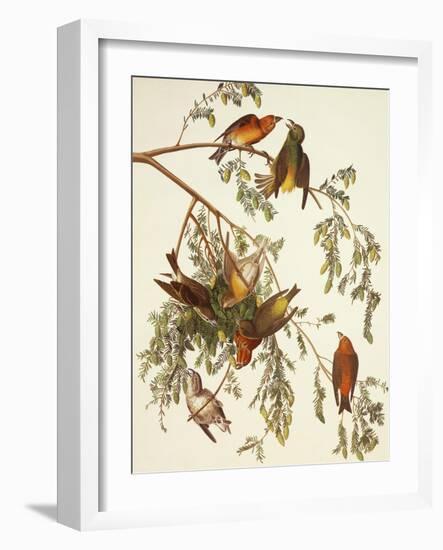 American Crossbill-John James Audubon-Framed Art Print