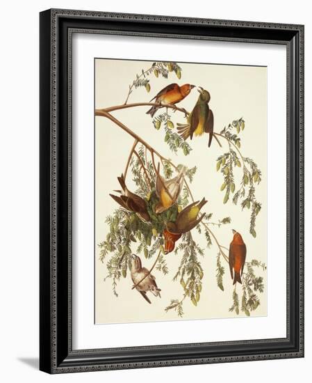 American Crossbill-John James Audubon-Framed Art Print