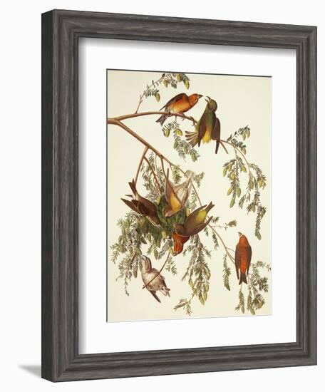 American Crossbill-John James Audubon-Framed Art Print