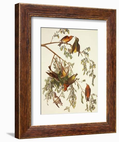 American Crossbill-John James Audubon-Framed Art Print