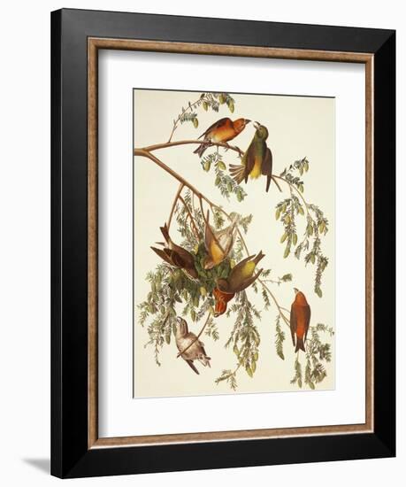 American Crossbill-John James Audubon-Framed Art Print