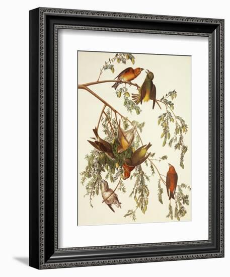 American Crossbill-John James Audubon-Framed Art Print