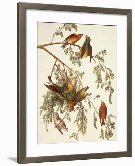 American Crossbill-John James Audubon-Framed Art Print