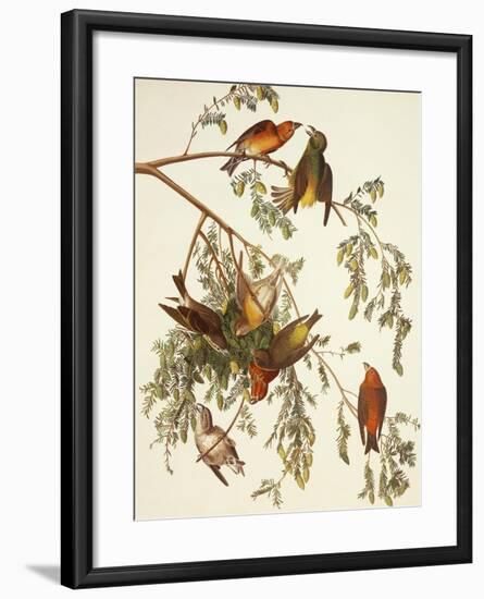 American Crossbill-John James Audubon-Framed Art Print