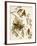 American Crossbill-John James Audubon-Framed Art Print