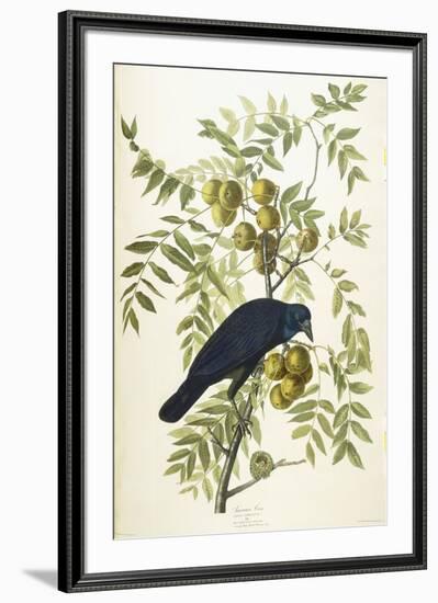 American Crow, 1833-John James Audubon-Framed Giclee Print