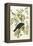 American Crow, 1833-John James Audubon-Framed Premier Image Canvas