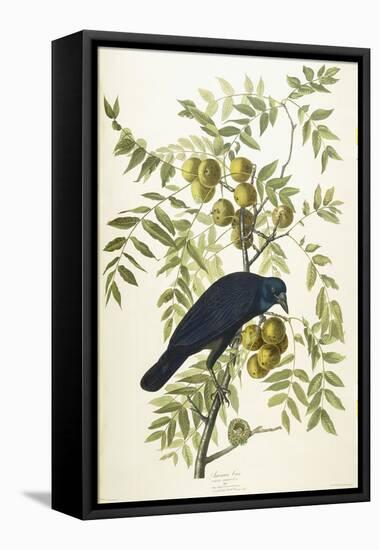 American Crow, 1833-John James Audubon-Framed Premier Image Canvas