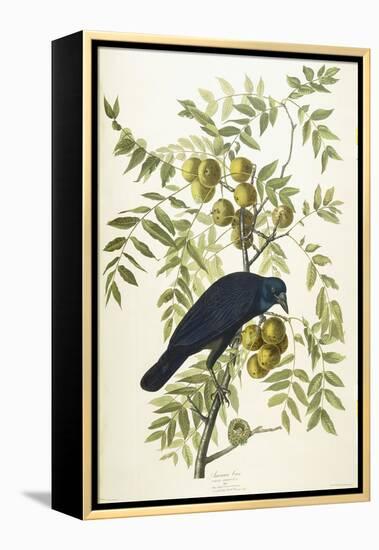 American Crow, 1833-John James Audubon-Framed Premier Image Canvas