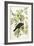 American Crow, 1833-John James Audubon-Framed Giclee Print