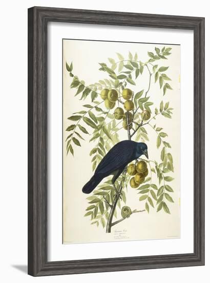 American Crow, 1833-John James Audubon-Framed Giclee Print