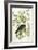 American Crow, 1833-John James Audubon-Framed Giclee Print