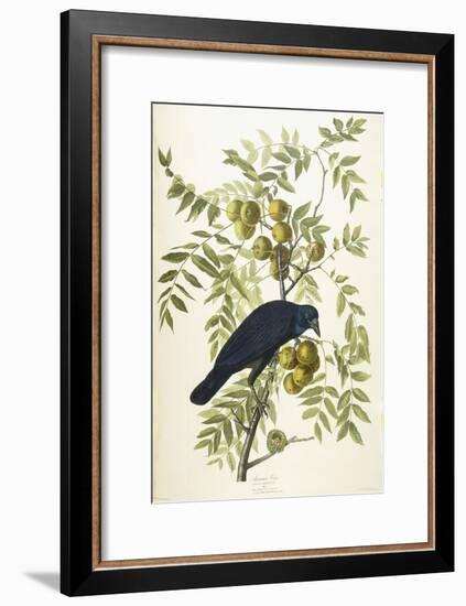 American Crow, 1833-John James Audubon-Framed Giclee Print