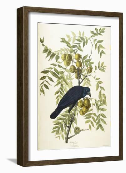 American Crow, 1833-John James Audubon-Framed Giclee Print