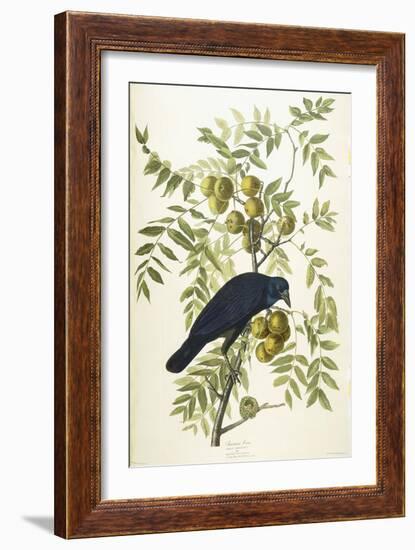 American Crow, 1833-John James Audubon-Framed Giclee Print