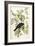 American Crow, 1833-John James Audubon-Framed Giclee Print