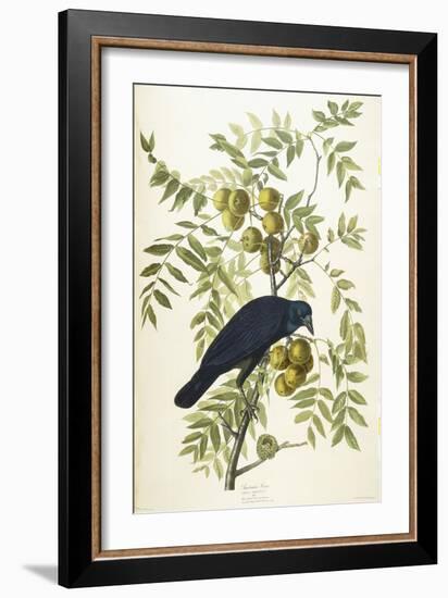 American Crow, 1833-John James Audubon-Framed Giclee Print