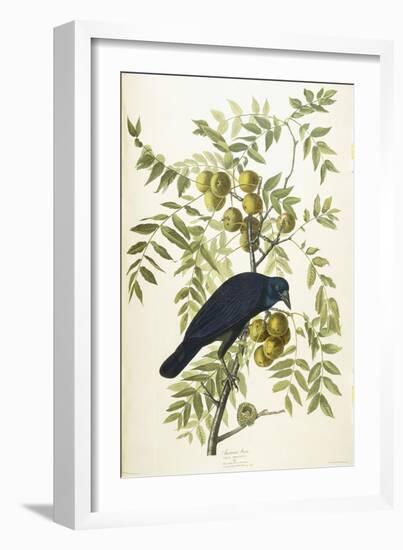 American Crow, 1833-John James Audubon-Framed Giclee Print