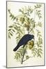 American Crow, 1833-John James Audubon-Mounted Giclee Print