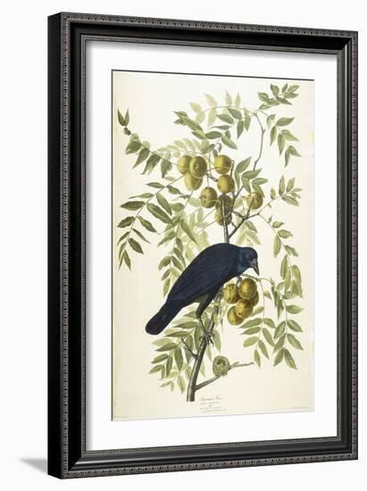 American Crow, 1833-John James Audubon-Framed Giclee Print