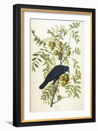 American Crow, 1833-John James Audubon-Framed Giclee Print