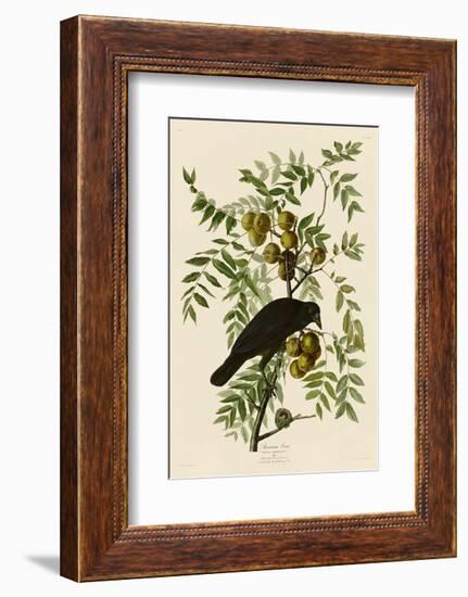 American Crow-John James Audubon-Framed Art Print