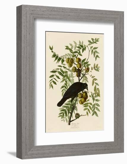 American Crow-John James Audubon-Framed Art Print