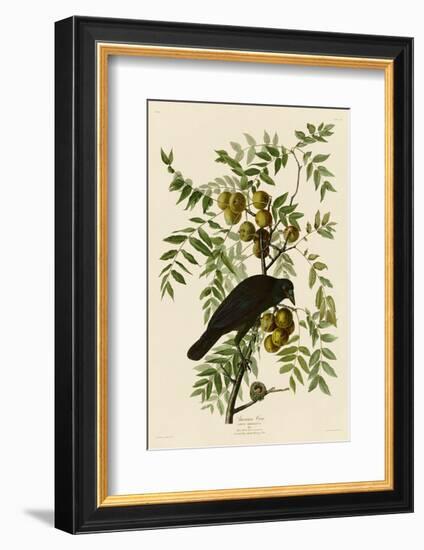 American Crow-John James Audubon-Framed Art Print