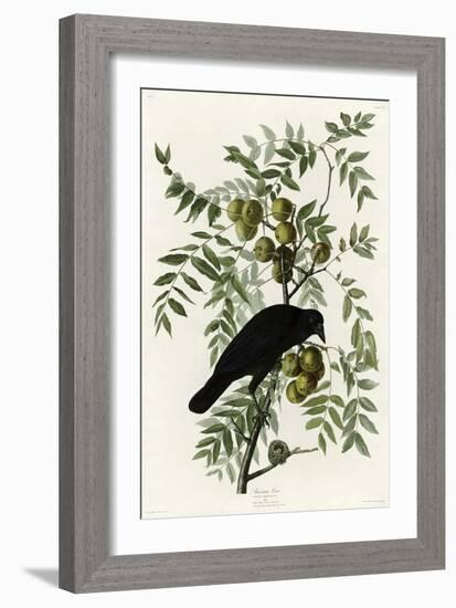 American Crow-null-Framed Giclee Print