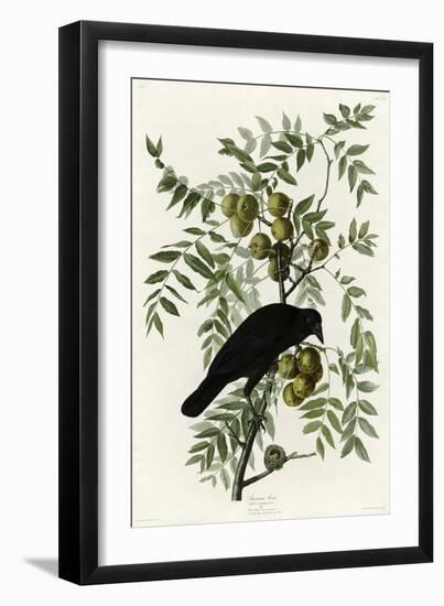American Crow-null-Framed Giclee Print