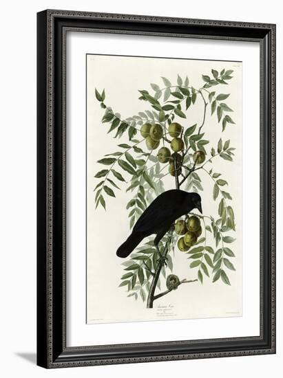 American Crow-null-Framed Giclee Print